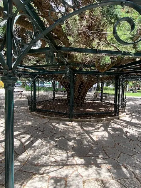 Old tree, Jardim de Principe Real, Lisbon