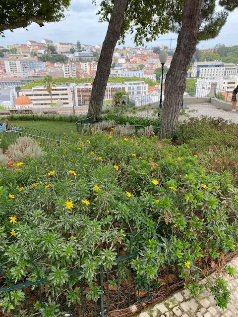 Yellow wildflowers at the Miradouro do Jardim do Torel overlooking central Lisbon