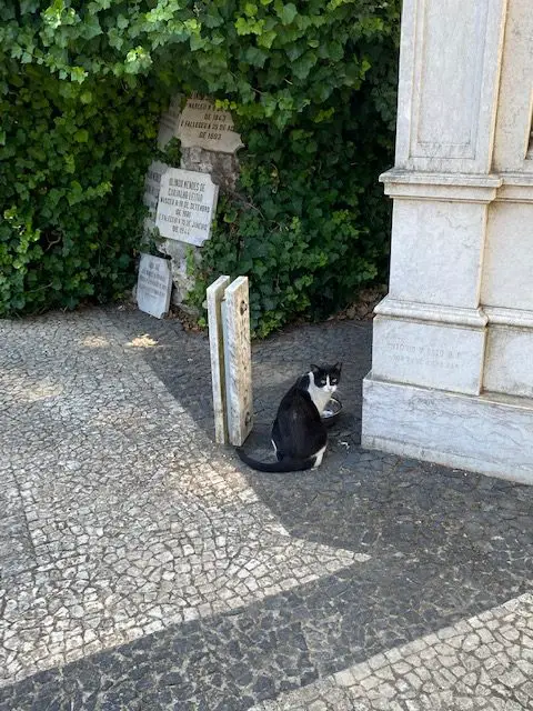 Many stray cats make their home in Lisbon's Prazeres Cemetery