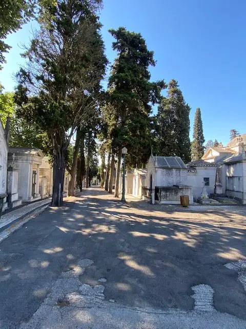 Portuguese cypress trees and above-ground tombs line the lanes in Lisbon's Prazeres Cemetery
