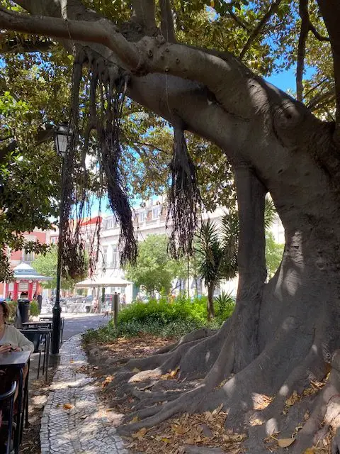A cypress tree in Lisbon's Jardim do Príncipe Real garden on Rua Dom Pedro V, Lisbon.